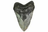 Huge, Fossil Megalodon Tooth - North Carolina #158227-1